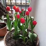 Bellini *
