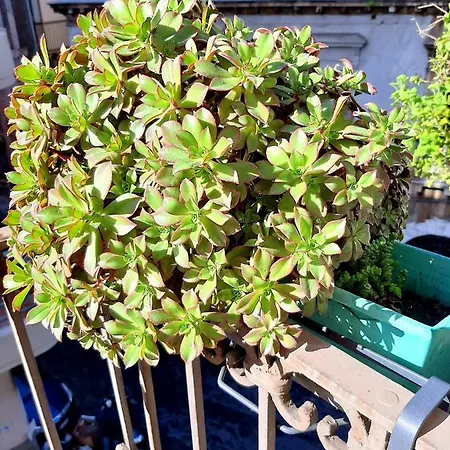 Appartamento Bellini *